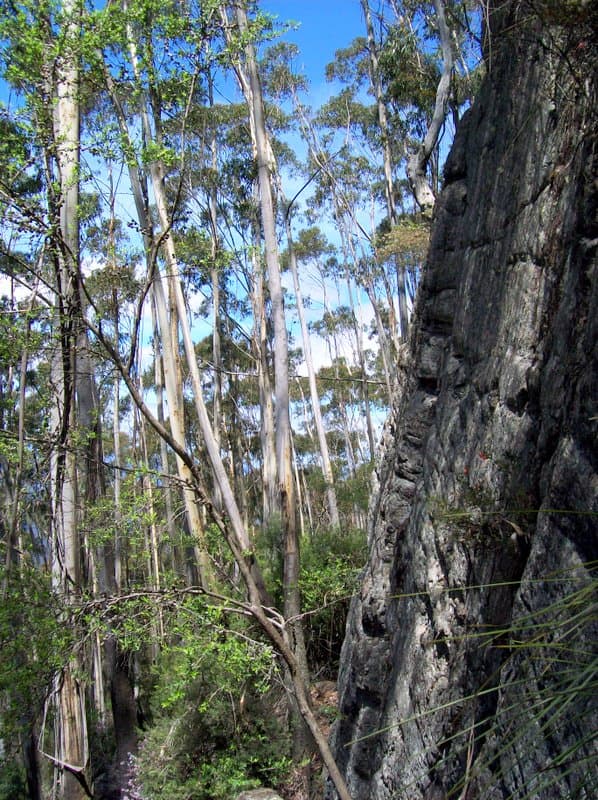 Eucalyptus forest and sandstone at Mount Imlay