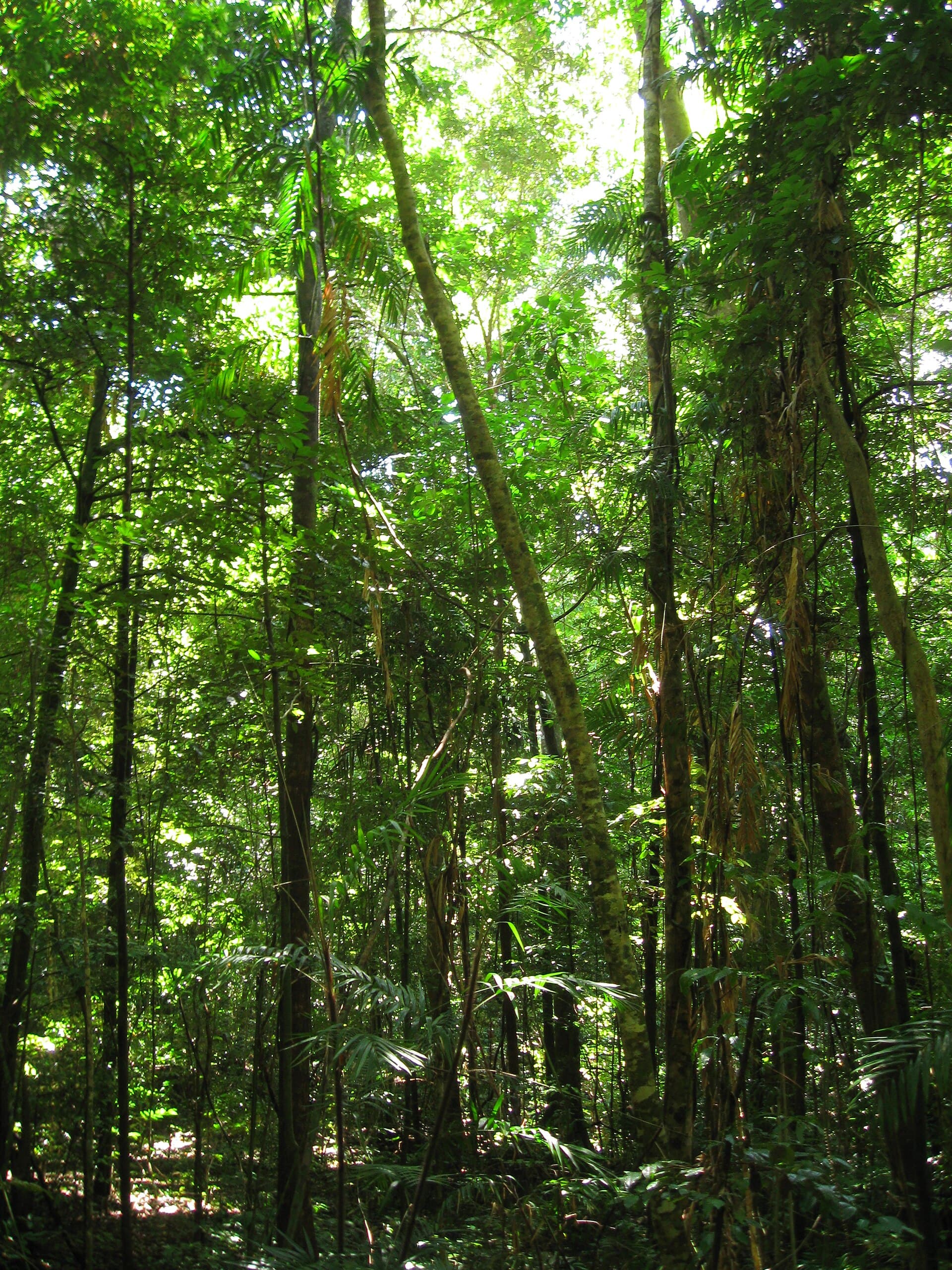 Dense tropical rainforest canopy in the Daintree, Queensland