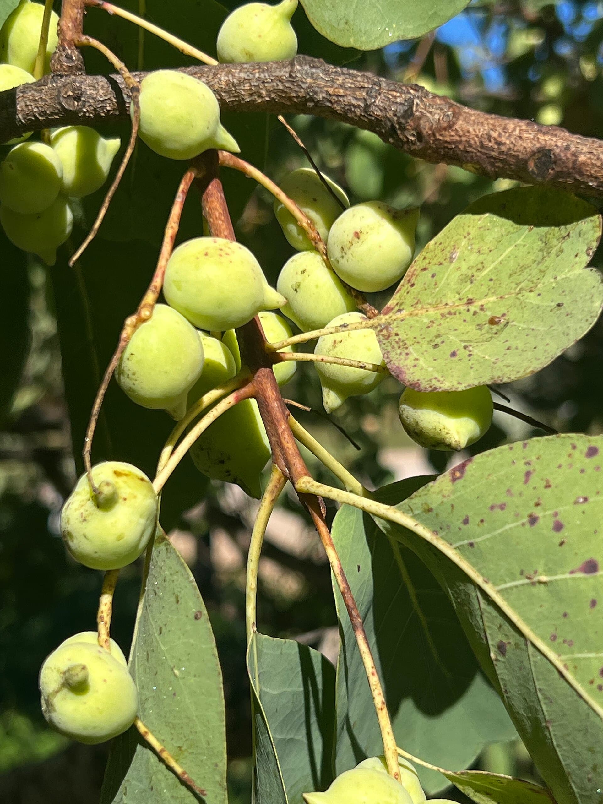 Small green Kakadu plum fruit on a Terminalia ferdinandiana branch