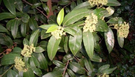 Leaves and buds of Backhousia citriodora, lemon myrtle