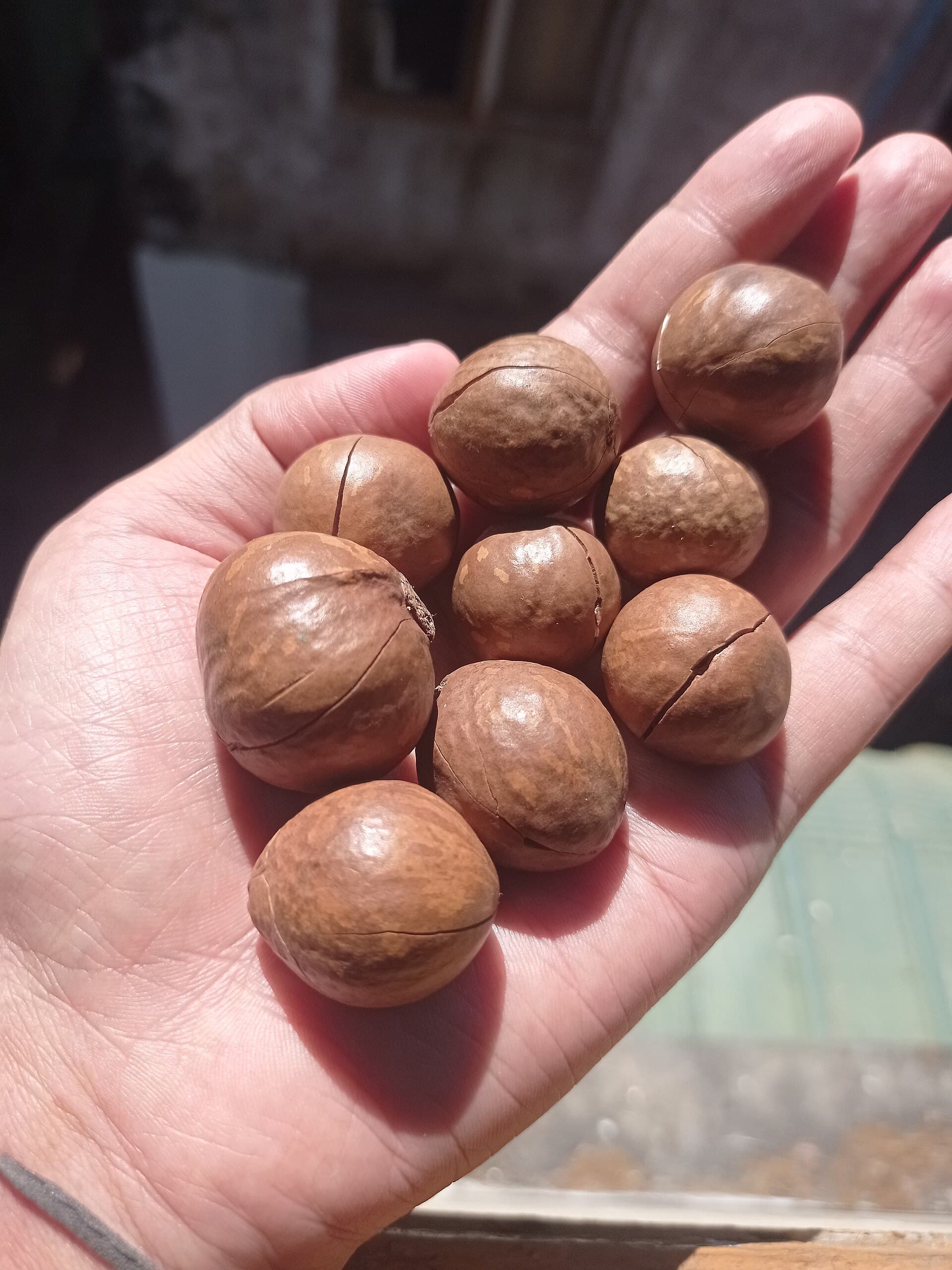 Cracked macadamia nuts in their shells