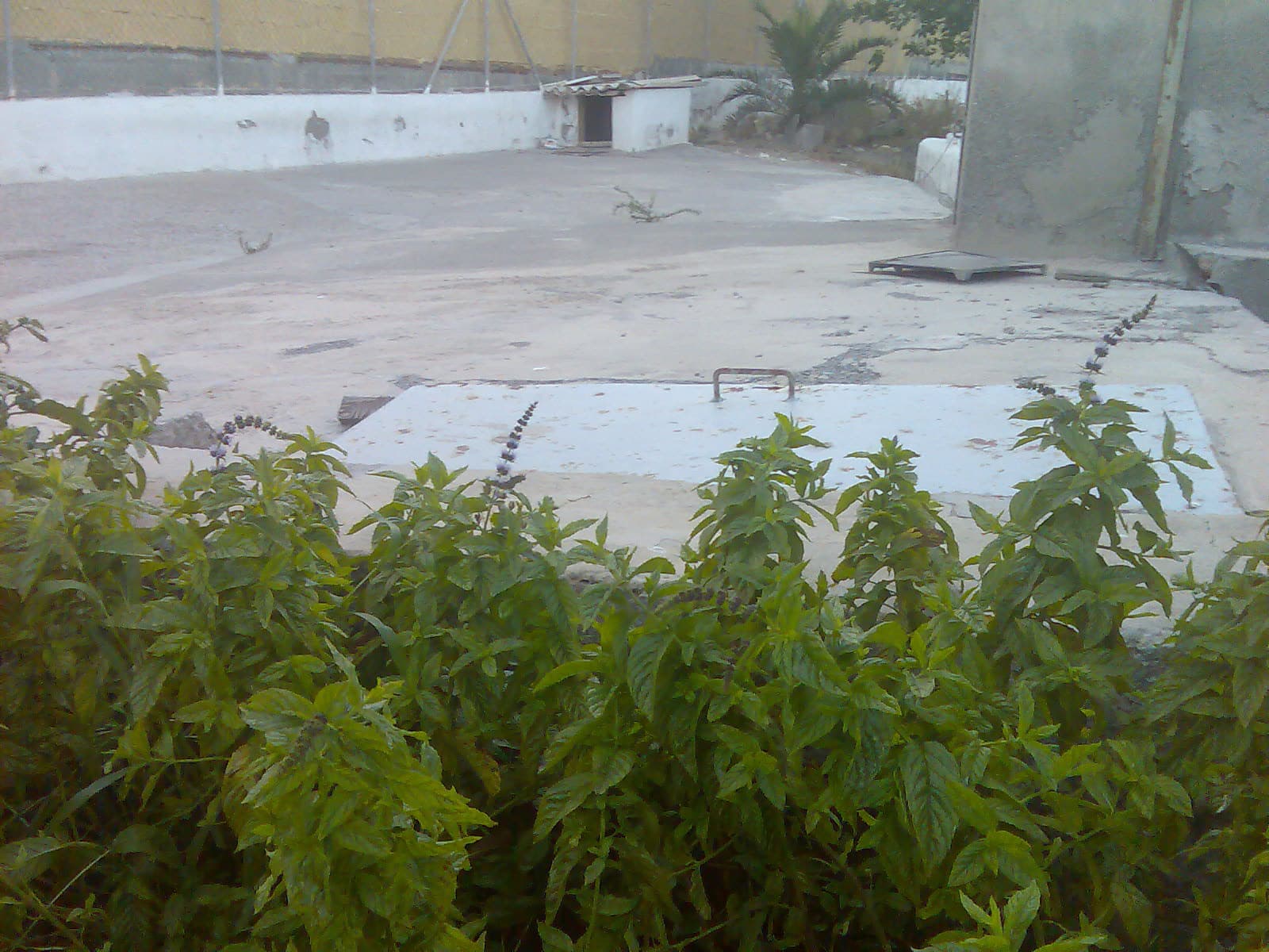 Fresh green spearmint leaves
