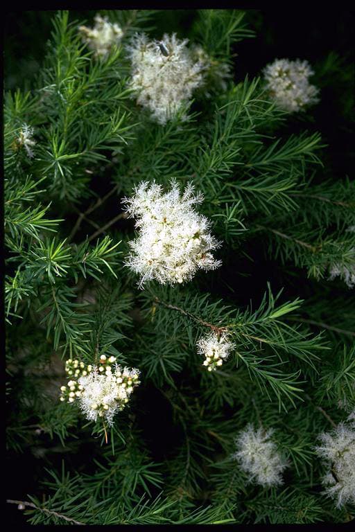 Flowering tea tree, Melaleuca alternifolia
